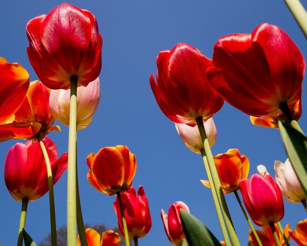 Comment organiser une visite des champs de tulipes aux Pays-Bas ?
